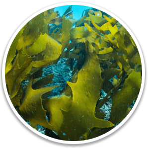 Golden Algae (Fucoxanthin) - Alpilean Ingredient